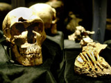 Original fossil cranium of the La Ferrassie Man