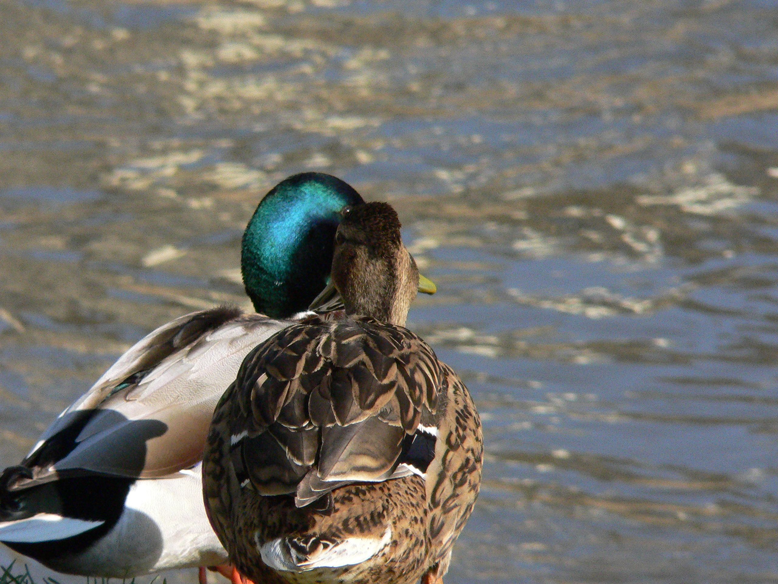 Couple de canards pensifs sur les berges de la Vézère au Bugue