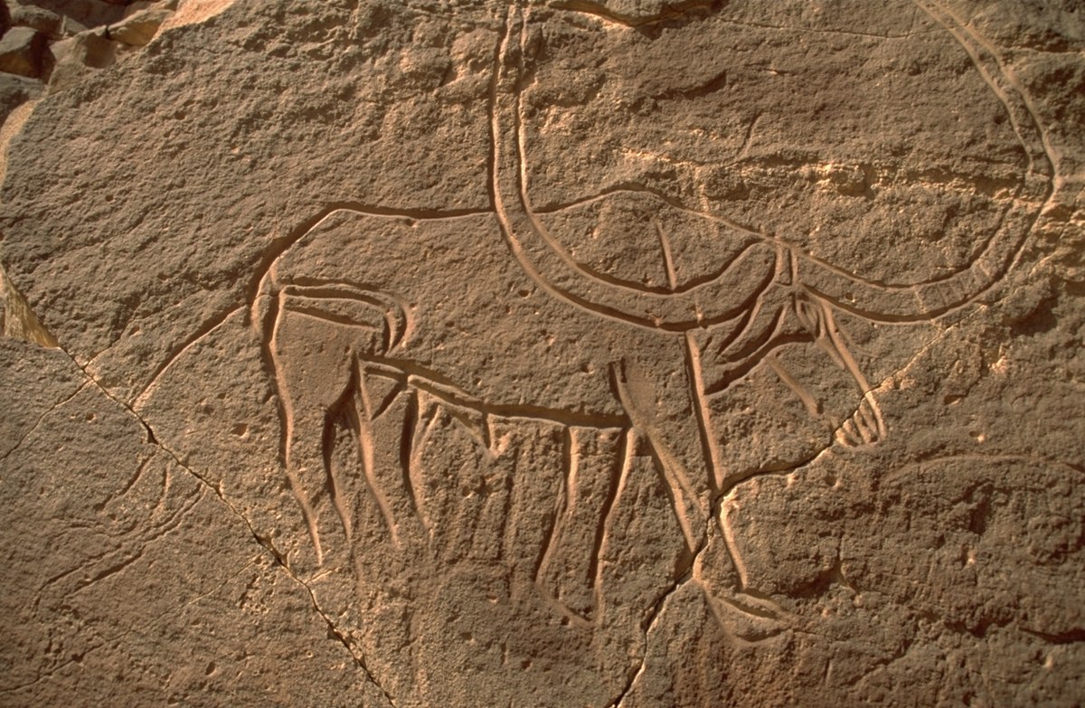 Engraving of a gigantic buffalo as humans would have seen it in its natural habitat during the most recent period of the fertile Sahara, between 9,000 and 7,000 years ago. © Jean-Loïc Le Quellec