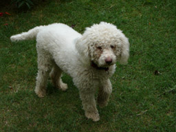 Le Bugue - 7 aot 2006 - Lagotto Romagnolo