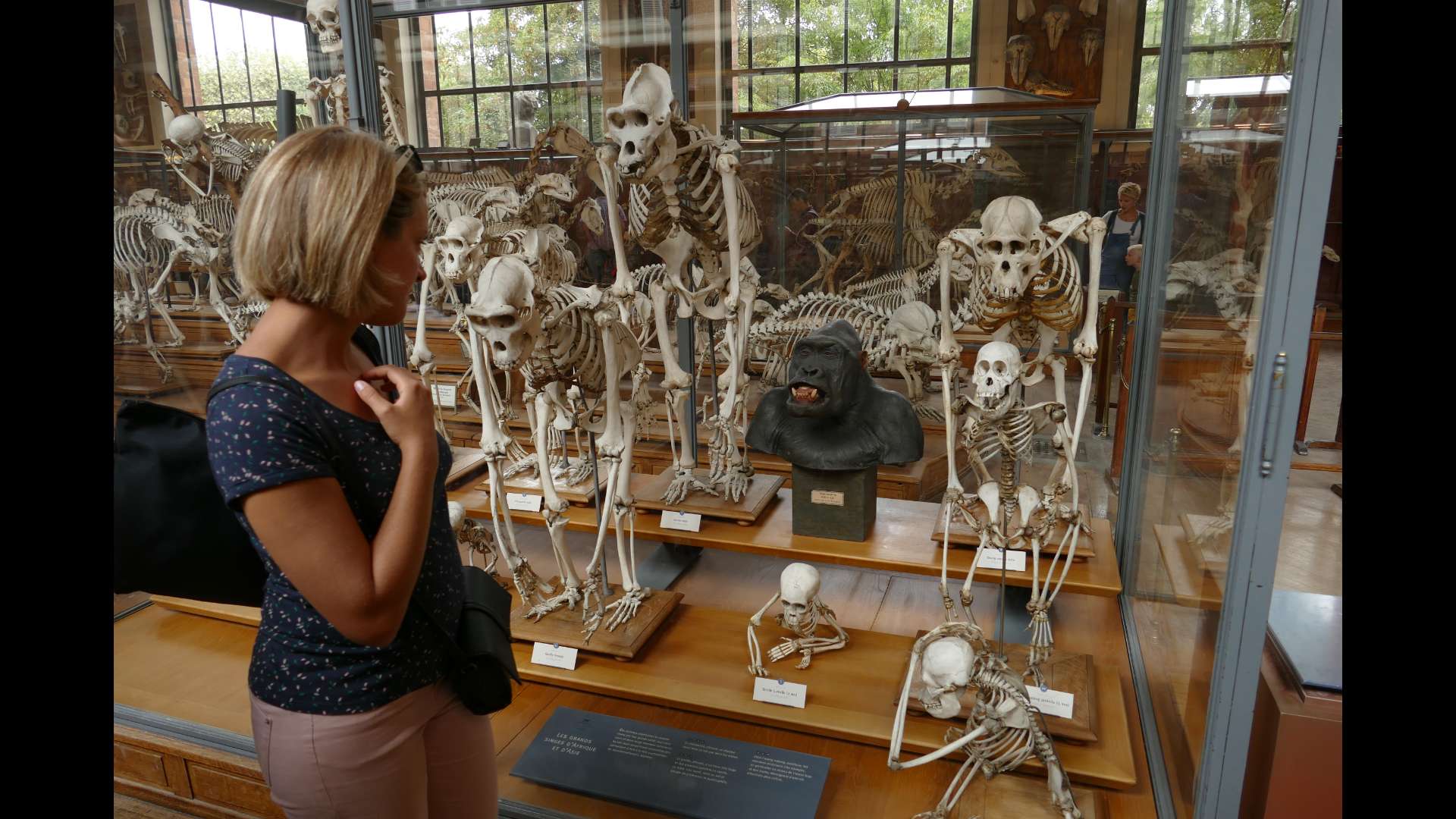 Vitrine consacrée aux primates, dont nous, au sein de la Galerie d'Anatomie comparée du Muséum national d'Histoire naturelle de Paris Cette collection inestimable témoigne de l'histoire des sciences naturelles et des débats qui ont jalonné la compréhension du vivant.
Photo copyright : Sophie Cattoire