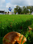 Rugby